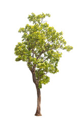 Wall Mural - green tree isolated on transparent background with clipping path, single tree with clipping path and