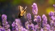 © Donald - closeup of a canada tiger swallowtail butterfly pollinating a lavender flower michigan
