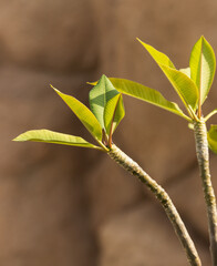 Wall Mural - a leafy green plant with a brown background