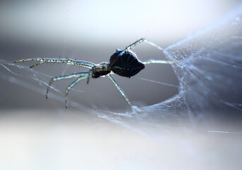 spider in web Nate Closeup Macro Short 