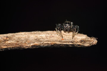 spider on a wooden background sucking blood extreme macro