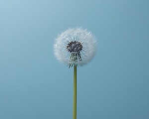 dandelion seedhead against blue background for nature