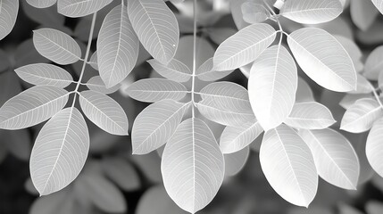 Leaves, sunlight, nature, background, texture