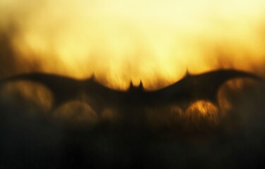 Wall Mural - A blurred yellow and dark brown background with soft, out-of-focus light in the shape of bat wings, creating an abstract art effect