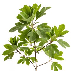 fresh green sassafras tree leaves with a unique shape, photographed on a white background, ideal for