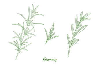 set of vector rosemary branch with leaves line art illustration, graphic line herb greenery combinat