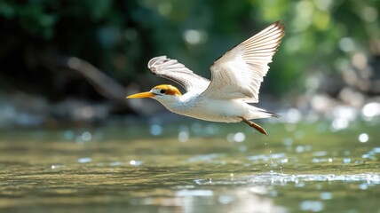 white bird soaring over sparkling river