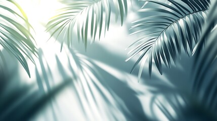Leinwandbilder - Softly Lit Palm Fronds with Subtle Shadows Against a Cool Neutral Background : Generative AI