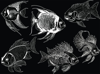 Wall Mural - group of six white fish sketches isolated on black