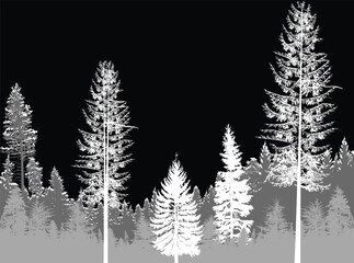Wall Mural - grey coniferous light forest isolated on black