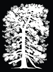 Wall Mural - single white high pine silhouette isolated on black