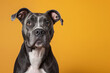 © Darya - American Staffordshire Terrier dog on minimalistic colorful background with Copy Space. Perfect for banners, veterinary ads, pet food promotions, and minimalist designs.