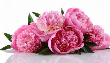 Wall Mural - bunch of pink peonies on white background