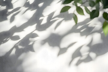 Wall Mural - abstract natural tree leaves shadow on white wall background
