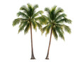 © eclipse - Twin palm trees with lush green leaves, cut out