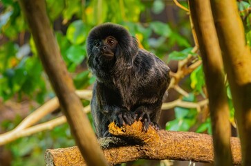 Wall Mural - black monkey on a tree branch in a forest