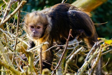 Wall Mural - capuchin monkey climbing through branches in a forest