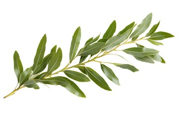 a willow branch with vibrant green leaves