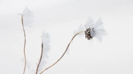 Wall Mural - frozen flower head surrounded by large flat white ice crystals