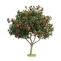 the image depicts a healthy tree laden with ripe red fruit, isolated on transparent background.
