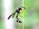 Close up of potter wasp (Eumeninae)