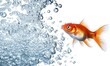 © Silmiart - Vibrant goldfish swimming amidst a flurry of bubbles against a stark white background.  Perfect for aquatic themes, pet-related projects, or refreshing imagery.