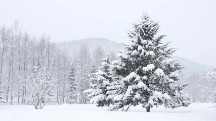 Wall Mural - snow falling gently on large green christmas tree in frozen winter landscape