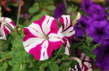 Wall Mural - closeup of eye-catching magenta and white bicolor petunias blooming in the garden
