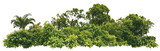 Isolated silhouette of diverse tropical vegetation featuring palm trees and lush greenery against a transparent background, perfect for architectural and landscape design projects