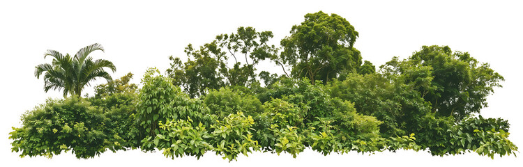 isolated silhouette of diverse tropical vegetation featuring palm trees and lush greenery against a 