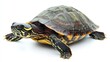 © Kopgz-41 - Generic Turtle View