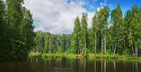 Wall Mural - russian landscape: birch trees reflecting in the water, with ducks swimming peacefully in a calm riv