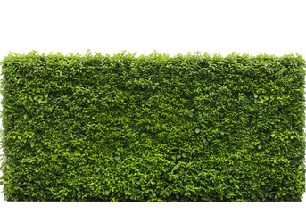 lush green hedge wall with dense foliage creating a natural privacy barrier in a garden landscape se