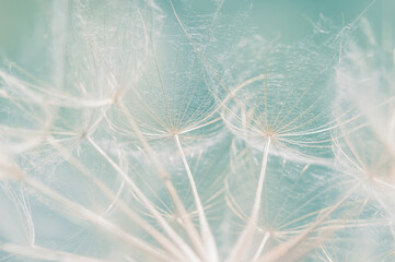 Wall Mural - close up dandelion seeds on a turquoise background, romantic abstract macro, selective focus