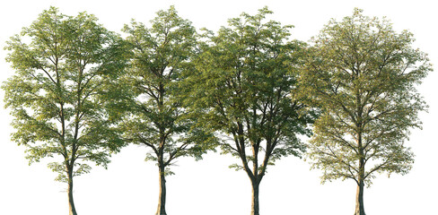 Wall Mural - set of ostrya virginiana (the american hophornbeam, eastern hophornbeam, hardhack, ironwood, leverwo