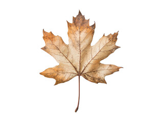 Wall Mural - the image presents a close-up of a single, dried maple leaf isolated on a transparent background.