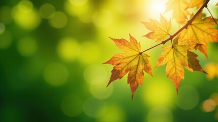 Aufkleber - Golden Autumn Leaves Backlit by Sunshine on a Branch