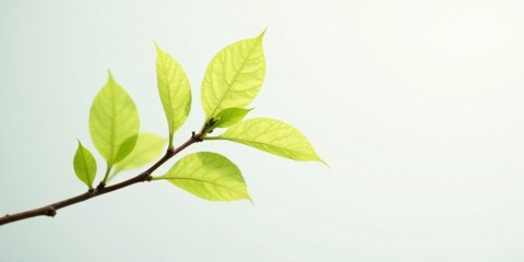 Aufkleber - A Delicate Branch with Vibrant New Spring Leaves Against a Soft, Pale Background