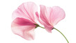 © Wijaya - Delicate Pink Sweet Pea Flower Close up