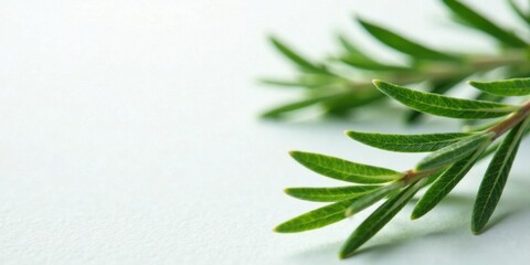 Aufkleber - Close-up of vibrant green sprig on a pristine white background, showcasing intricate leaf detail and natural texture