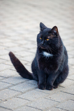 A black cat with a white spot on its back is sitting on a brick sidewalk