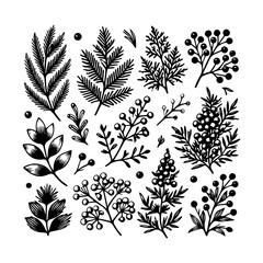 Juniper vector logo drawing illustration Isolated vintage illustration organic essential oil engraved style sketch