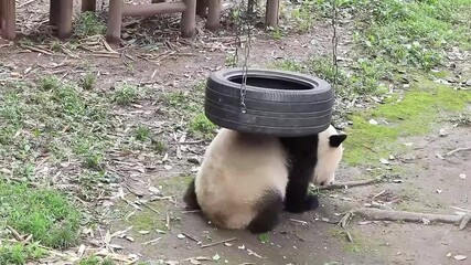 Wall Mural - playful panda , yu ai, chongqing, chiina