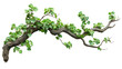 © SMH.Siam. - wisted jungle branch isolated on Cutout background.PNG