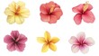 © AlfaSmart - Colorful hibiscus and plumeria flowers set on white background
