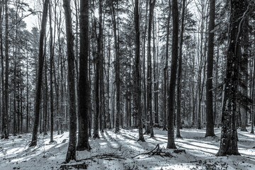  Landscapes - Forest - Europe, Romania, Suceava region
