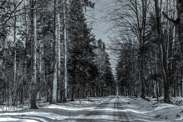  Landscapes - Forest - Europe, Romania, Suceava region