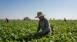 © Nima - Latin American migrant worker in a vast green field under sun - A dedicated worker harvesting crops in abundant fields showcasing hard work resilience nature productivity community