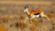 © AR99 - Springbok in Leap: African Wildlife in Motion