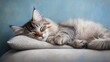 © Nurul - Fluffy cat sleeping peacefully on a pillow